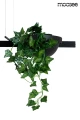 PLANT LINE czarna lampa wisząca 
