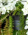 GARDENS WISTERIA 90 czarna lampa wisząca