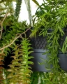  GARDENS lampa wisząca 50 czarna MOOSEE