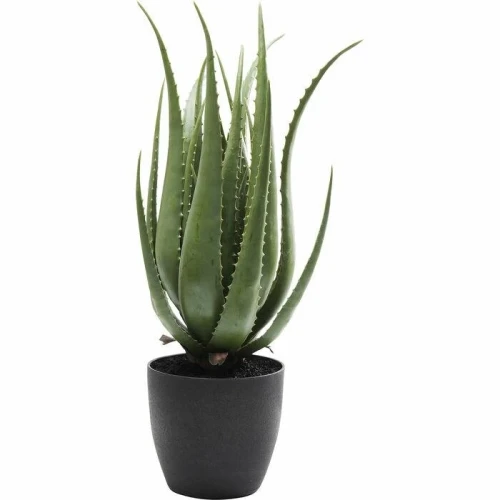 ALOE roślina dekoracyjna 69 cm KARE