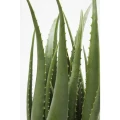 ALOE roślina dekoracyjna 69 cm KARE