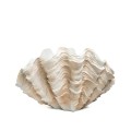 CONCHA wazon dekoracyjny 29 cm KARE